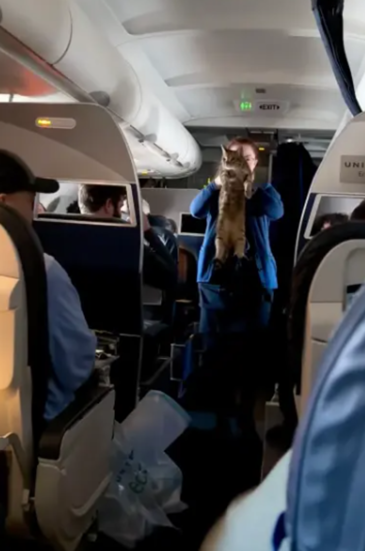 Uçuşun ortasında hostes kayıp kedinin sahibini aradı! “Kedisini özleyen var mı?” G1