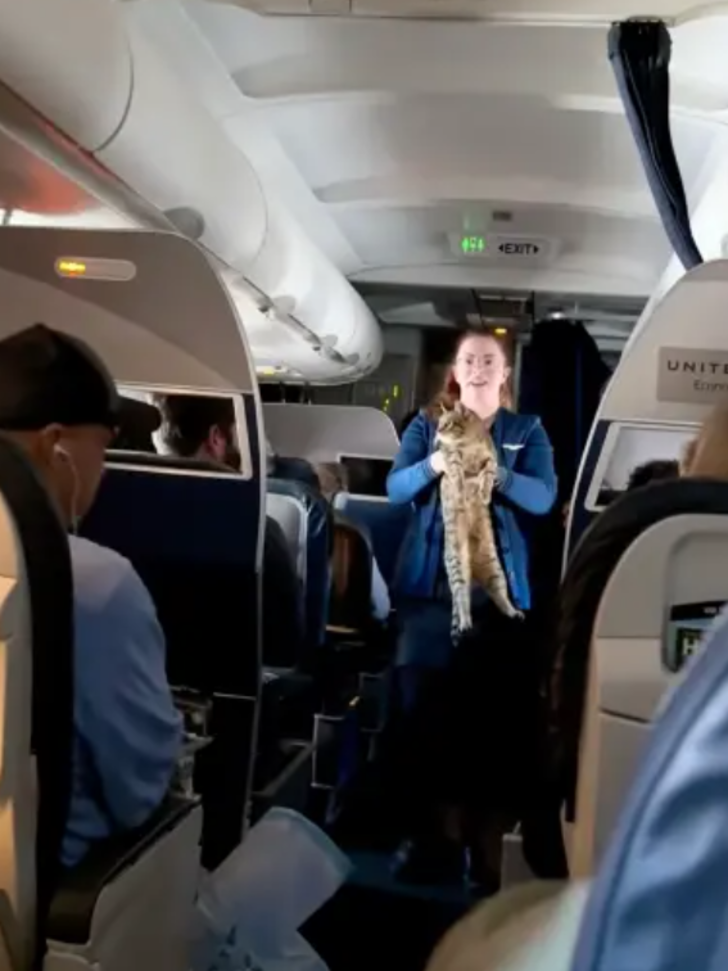 Uçuşun ortasında hostes kayıp kedinin sahibini aradı! “Kedisini özleyen var mı?” G2