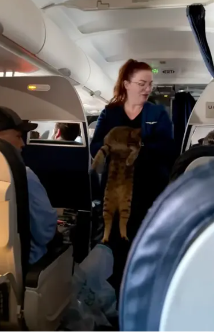 Uçuşun ortasında hostes kayıp kedinin sahibini aradı! “Kedisini özleyen var mı?” G3