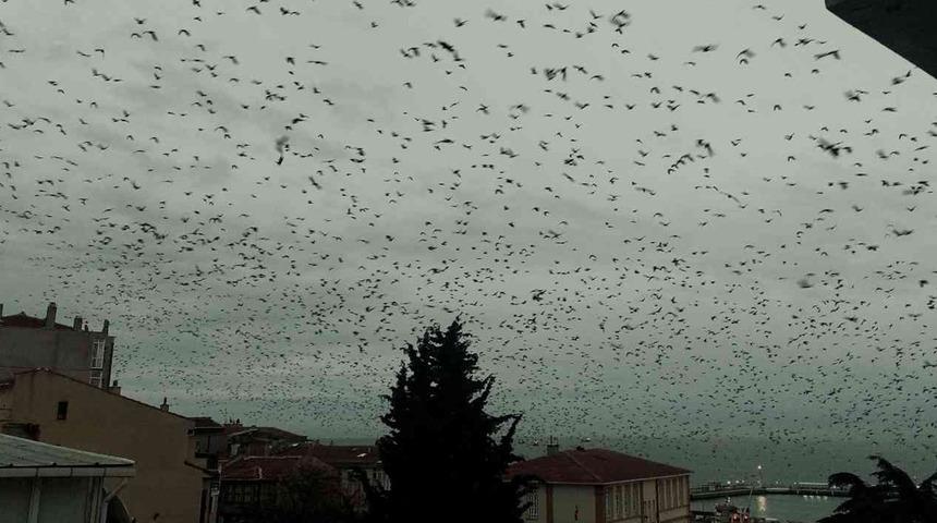 Tekirdağ'da 'karga' paniği! Şehrin üzerine kabus gibi çöktüler: Görüntüler korku filmlerini aratmadı