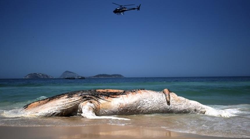 30 tonluk dev balina karaya vurdu