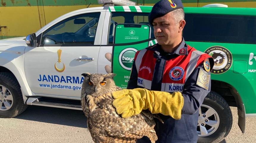 Malatya'da yaralı kulaklı orman baykuşu tedavi altına alındı