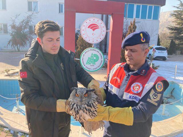 Malatya'da yaralı kulaklı orman baykuşu tedavi altına alındı