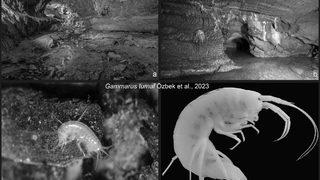 Bilim dünyası bunu konuşuyor! Türk bilim insanları Zonguldak'ta yeni bir canlı türü keşfetti