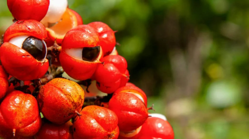 Yıllardır şifa kaynağı olarak kullanılıyor! Doğal ağrı kesicinin faydaları saymakla bitmiyor