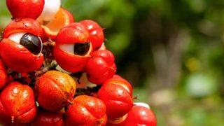 Yıllardır şifa kaynağı olarak kullanılıyor! Doğal ağrı kesicinin faydaları saymakla bitmiyor