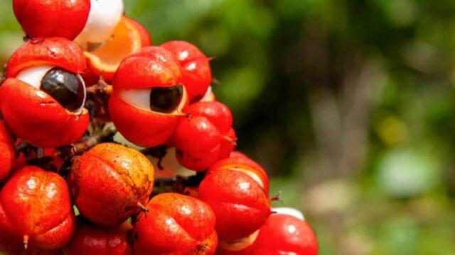 Yıllardır şifa kaynağı olarak kullanılıyor! Doğal ağrı kesicinin faydaları saymakla bitmiyor