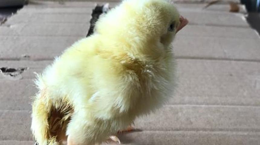 Kahramanmaraş'ta yumurtadan çıkan civciv görenleri şaşkına çevirdi!