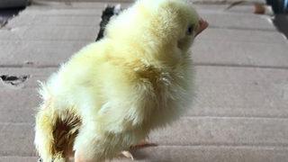 Kahramanmaraş'ta yumurtadan çıkan civciv görenleri şaşkına çevirdi!