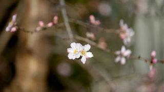Sıcaklığın mevsim normallerinin üstünde olduğu Kırklareli'nde badem ağacı çiçek açtı