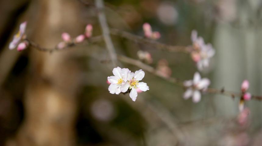 Sıcaklığın mevsim normallerinin üstünde olduğu Kırklareli'nde badem ağacı çiçek açtı