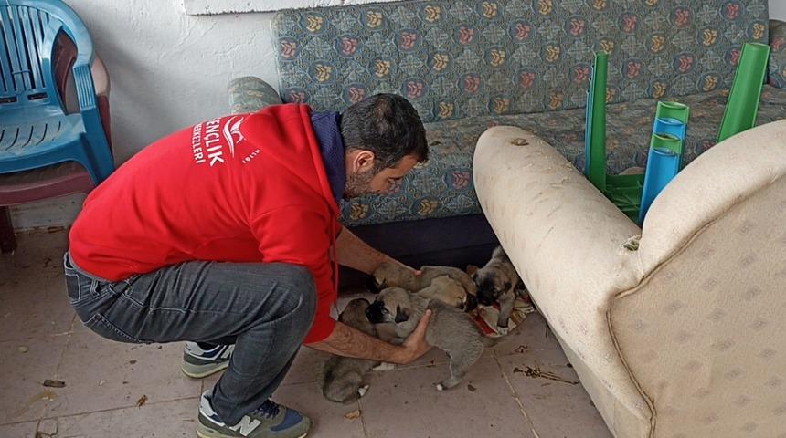 Bingöl'de anne köpek ve 9 yavrusu koruma altına alındı