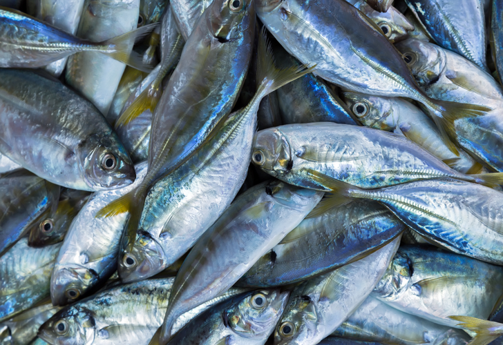 Sadece bir porsiyon balık yemek bile vücudu zehirleyebilir! Bağışıklık sistemini bitiriyor, kanser riskini artırıyor