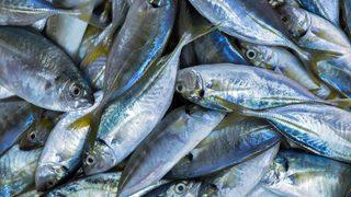 Sadece bir porsiyon balık yemek bile vücudu zehirleyebilir! Bağışıklık sistemini bitiriyor, kanser riskini artırıyor