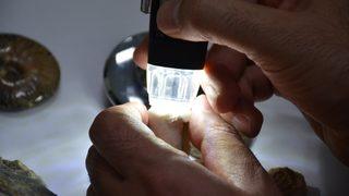 Bitlis’te bulundu, büyük merak uyandırdı! Milyonlarca yıl öncesine ait olduğu düşünülüyor