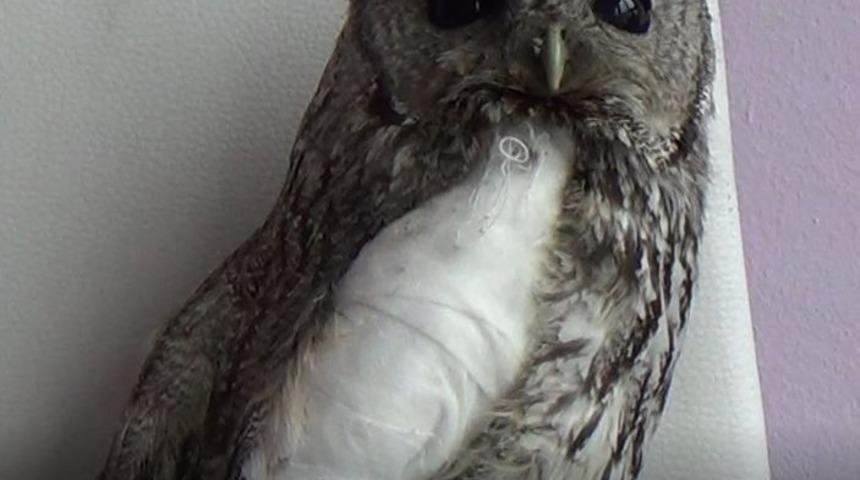 Tunceli’de yaralı alaca baykuşlar doğa korumaya emanet