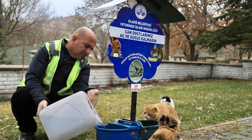 Elazığ Belediyesi, sokak hayvanlarını yalnız bırakmıyor