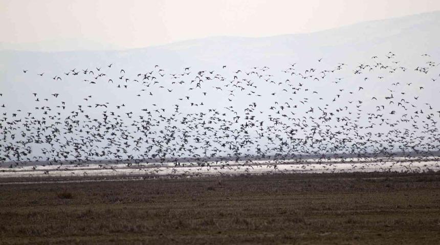 2023 Yılı Kış Ortası Su Kuşu Sayımları Tamamlandı