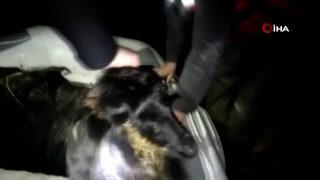 Batman’da nehre düşen keçilerin imdadına dalgıç ekipleri yetişti