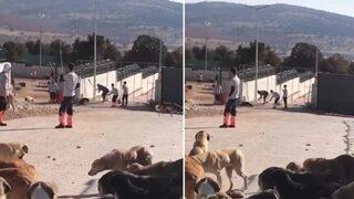 SON DAKİKA | Köpeği kürekle öldürmüşlerdi! Konya'daki vahşet için karar verildi