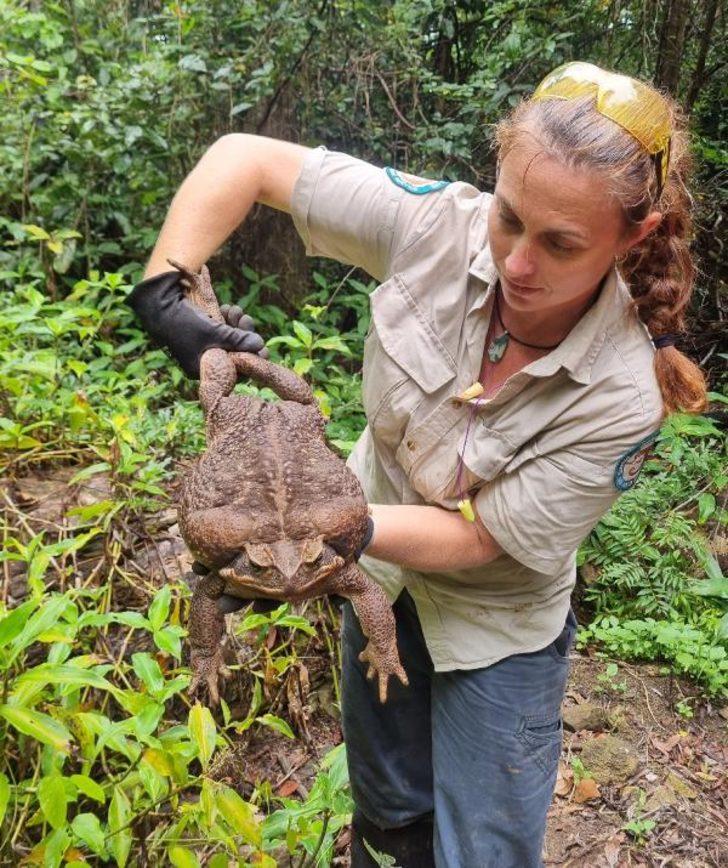 Bir gören bir daha baktı! Avustralya’da bulunan 2.7 kiloluk dev kurbağa görenleri şaşkına çevirdi G1