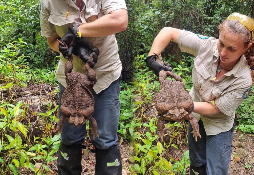 Bir g&ouml;ren bir daha baktı! Avustralya&rsquo;da bulunan 2.7 kiloluk dev kurbağa g&ouml;renleri şaşkına &ccedil;evirdi
