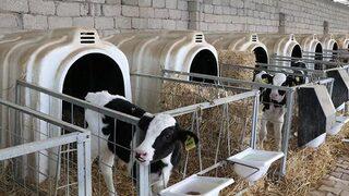 Bakanlık duyurdu! Düve alım desteği başvuruları için son haftaya girildi