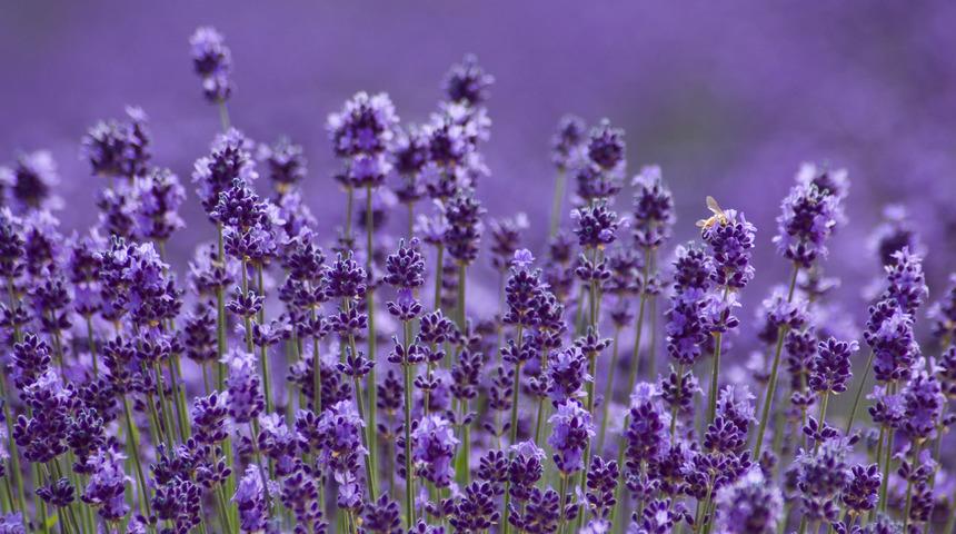 Doğanın mucizesi: Bu mor bitki kanser tedavisinde kullanılıyor