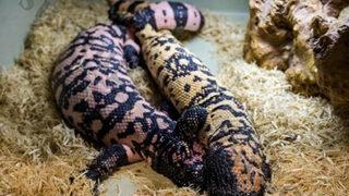 Sonunda bu da oldu! İnternetten ‘canavar’ satıyorlar! 'Gila monster' dünyanın en zehirlisi…