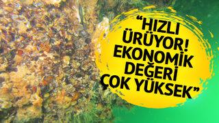 'Çok pahalıya satılıyor' Denizde altın değerinde istila! Her yeri kapladı '10 yıl içinde...' Olduğu gibi çökertti