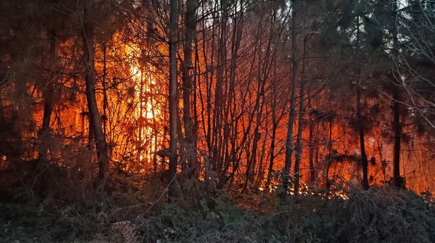 Karasu'da orman yangını! Ekipler müdahale ediyor