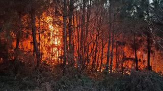 Karasu'da orman yangını! Ekipler müdahale ediyor