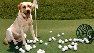 Golfçü işadamları CAN DOSTLARIMIZ için sahada 