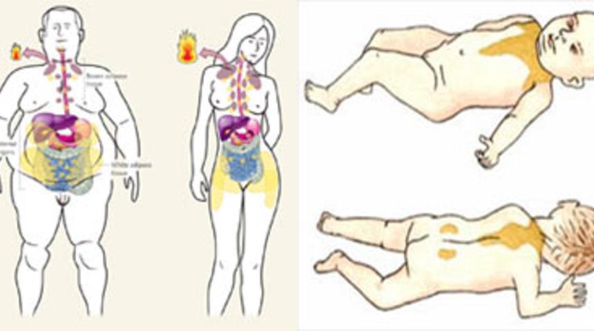 Zayıflatan Kahverengi Yağ