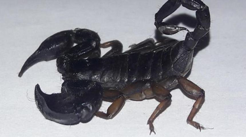 Zehrinin litresi 10 milyon dolar! 'Kara akrep' yasak olmasına rağmen internette satılıyor