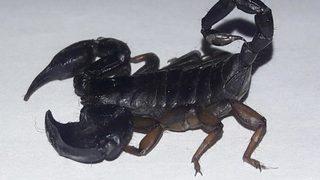 Zehrinin litresi 10 milyon dolar! 'Kara akrep' yasak olmasına rağmen internette satılıyor