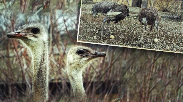 Sıcak hava onları da şaşırttı! Deve kuşları mevsimleri karıştırdı, kışın yumurtlamaya başladı