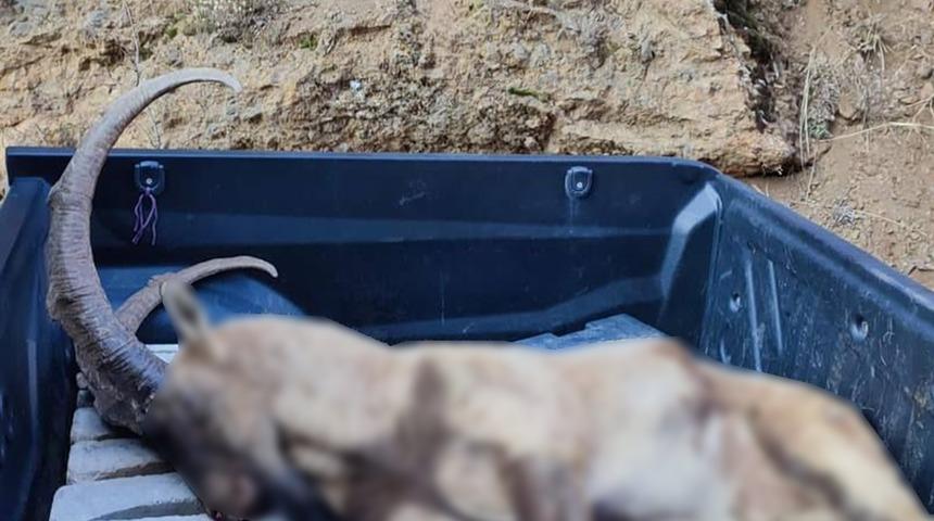 Avlanma cezası 250 bin lira olan yaban keçisini vurdular! Şüpheliler aranıyor