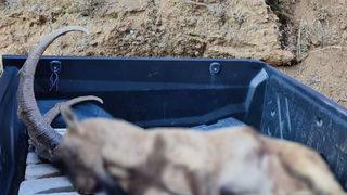 Avlanma cezası 250 bin lira olan yaban keçisini vurdular! Şüpheliler aranıyor