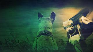 Böyle olay ne görüldü ne de duyuldu! Tüfeğin tetiğine basan köpek yanlışlıkla sahibini öldürdü