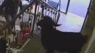 Görüntüler Adana'dan! Sahibinden kaçan keçi eczaneye girdi