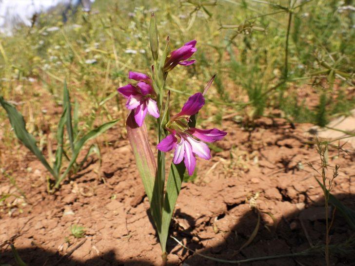 Türk bilim insanları tarafından keşfedilen bitki türü "Siirt" adıyla literatüre girdi