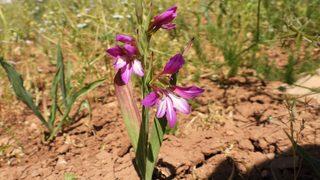 Türk bilim insanları tarafından keşfedilen bitki türü Siirt adıyla literatüre girdi