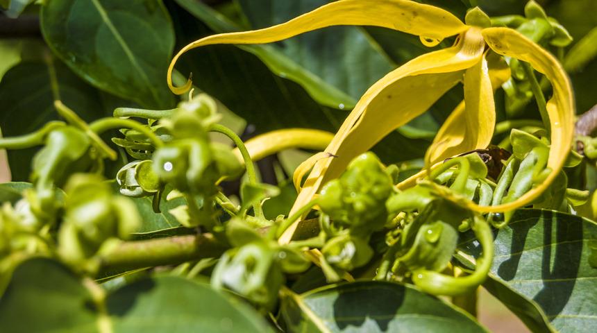 Nadir yetişen bu çiçeğin yağı gerçek bir mucize