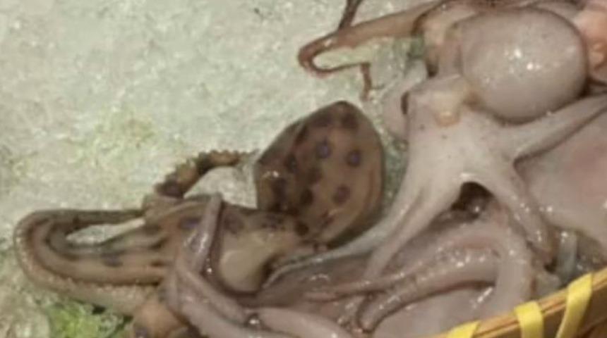 26 yetişkini öldürebilecek kadar zehirli! Çin restoranında bir müşteriye zehirli ahtapot servis edildi