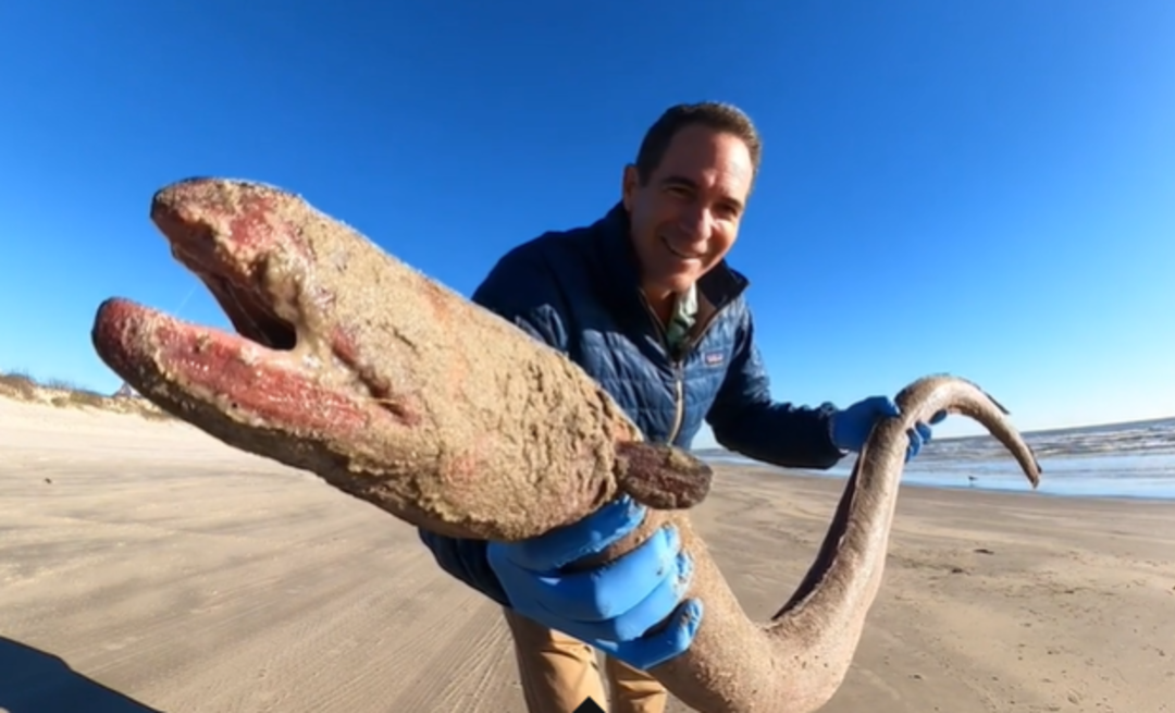 &Ccedil;ok nadir bulunuyor! Bir g&ouml;ren bir daha baktı... Yaklaşık 1.5 metre uzunluğundaki solucan karaya vurdu