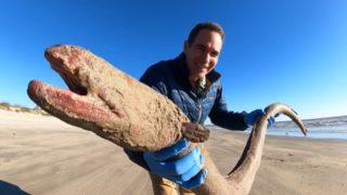 Çok nadir bulunuyor! Bir gören bir daha baktı... Yaklaşık 1.5 metre uzunluğundaki solucan karaya vurdu