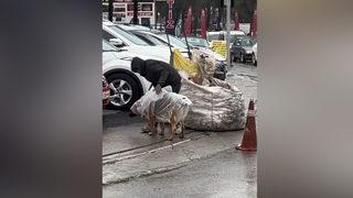 Kağıt toplayıcısı genç, yağmurda ıslanan köpeği görünce dayanamadı, poşetten kıyafet yaptı! Yürekleri ısıtan anlar böyle görüntülendi