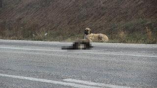 Dişi köpekten duygulandıran vefa! 1 hafta boyunca başında bekledi: Muhtemelen sisli bir havada...