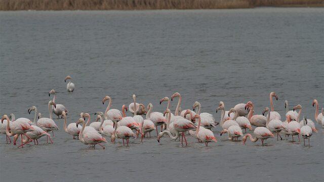 Denizli’de 33 farklı türde 29 bin 794 kuş sayıldı
